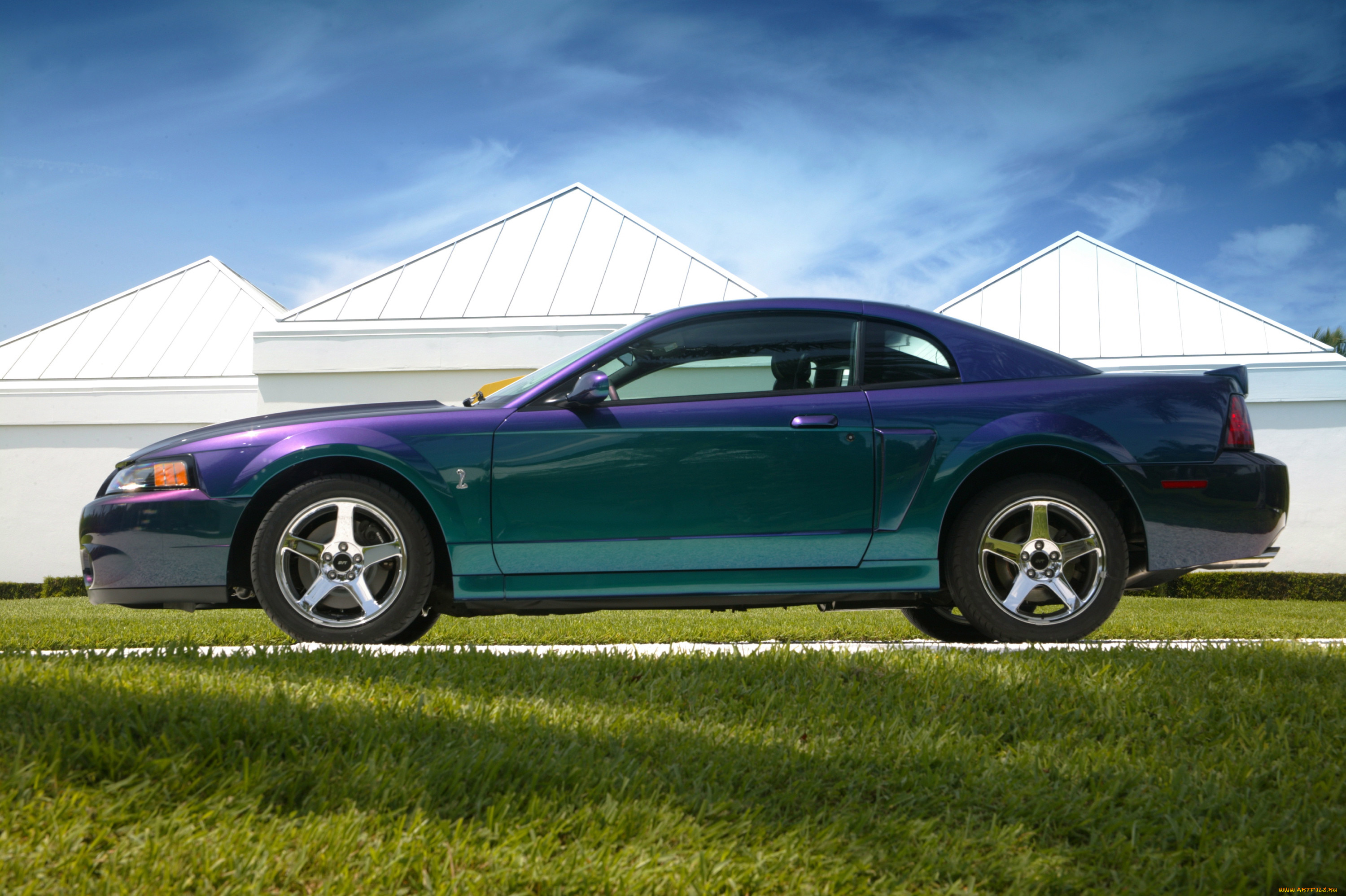 , mustang